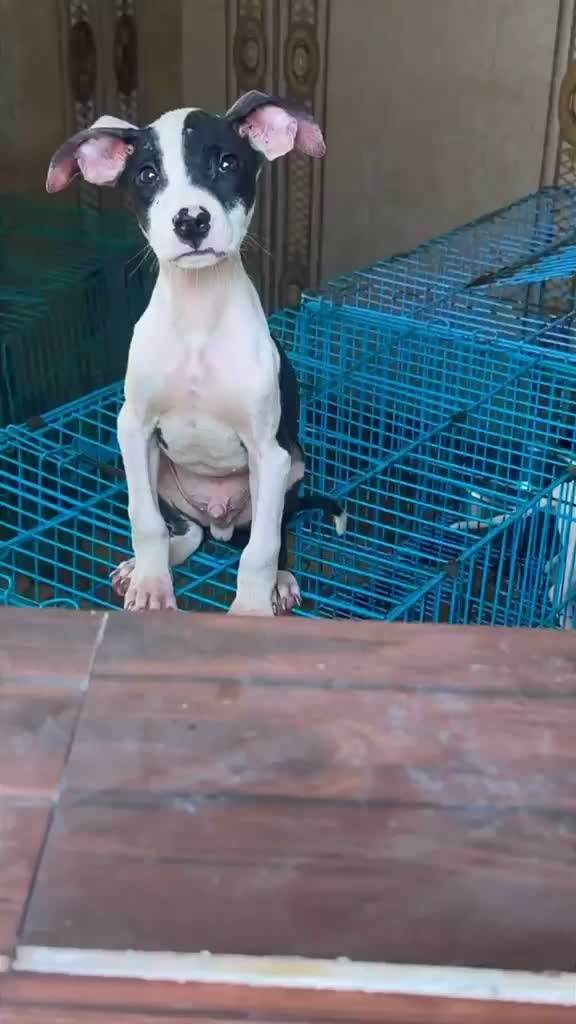 Pitbull Terrier Puppy, farm video