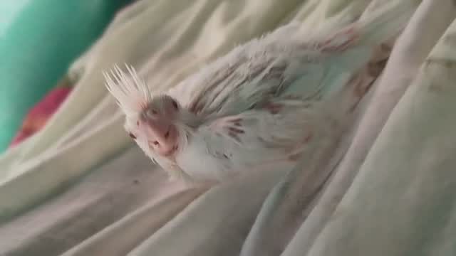 Cockatiel, farm video