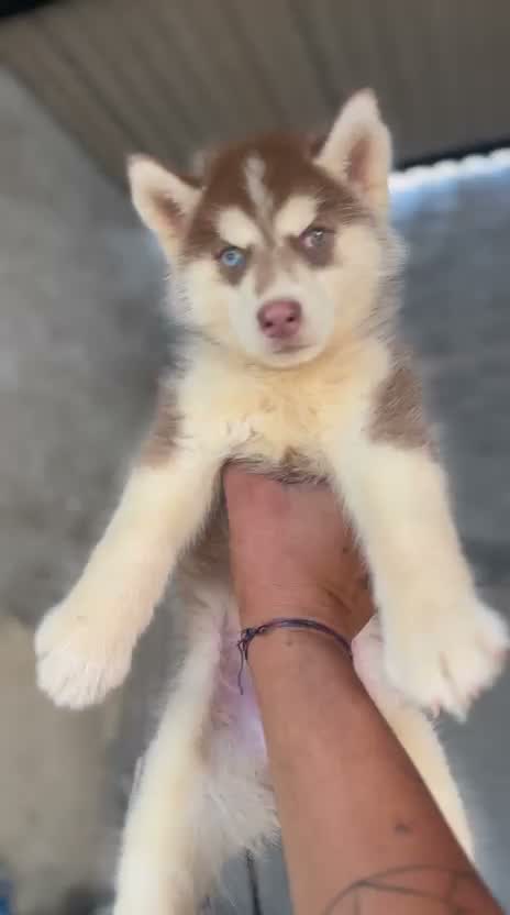 American Bully XL Size Puppy, farm video