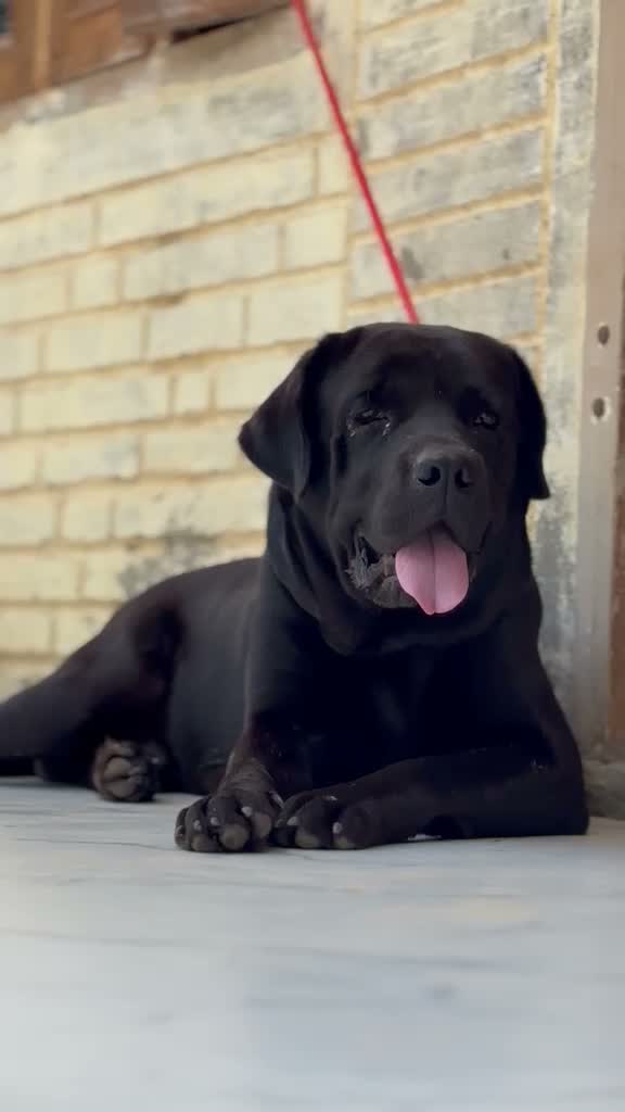 Beagle Black & Tan Puppy, farm video