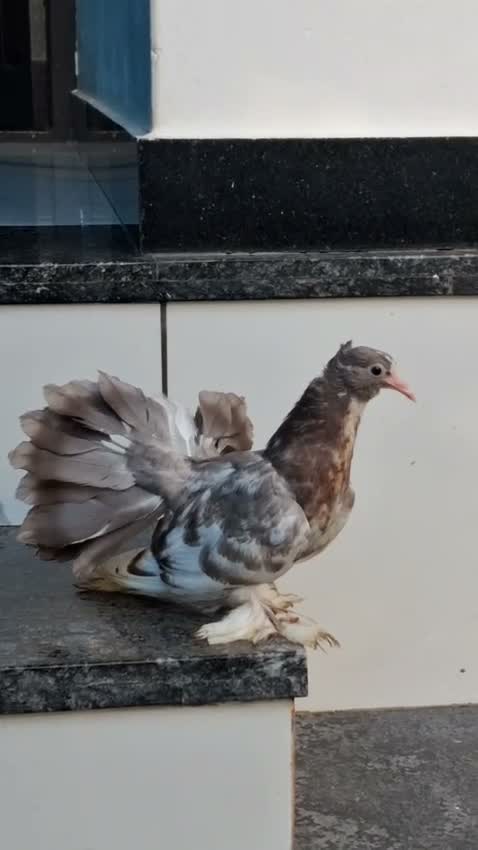 Homer Pigeon, farm video