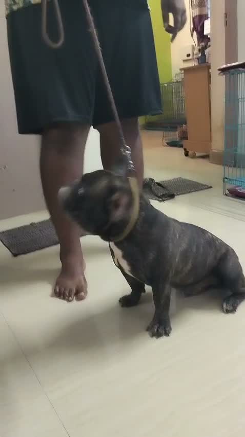 French Bulldog Puppy, farm video