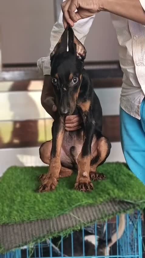 European Doberman Puppy | Black & Tan, farm video