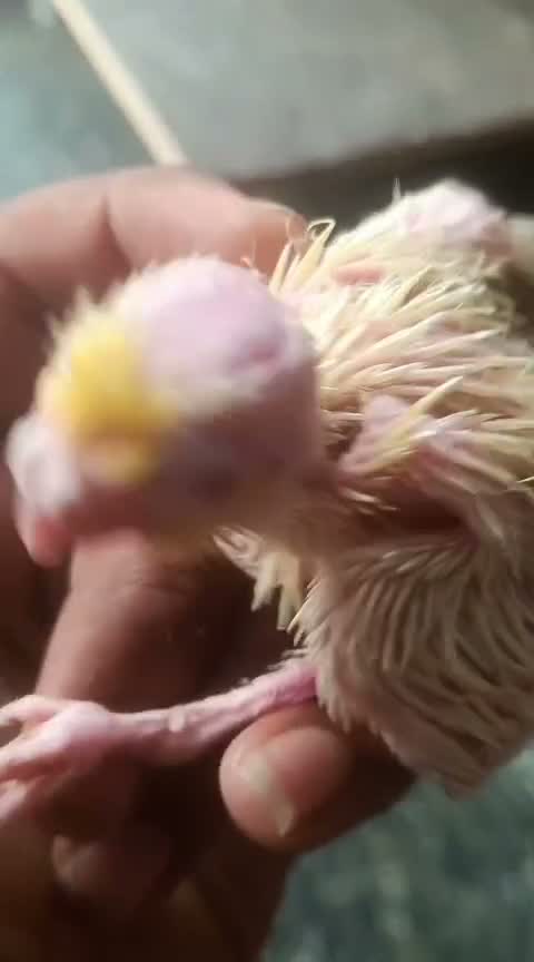 Cockatiel, farm video