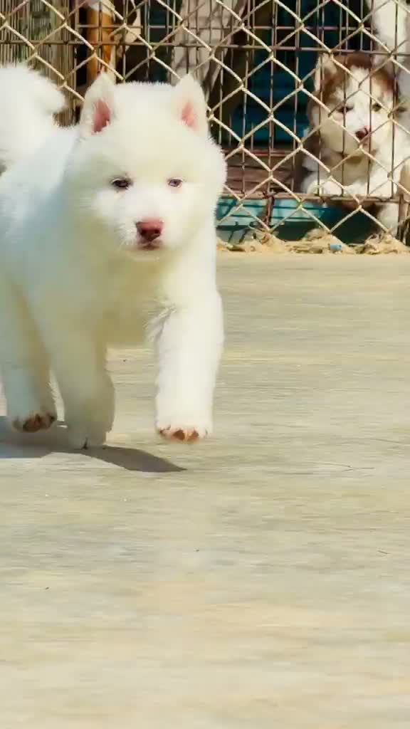 Siberian Husky Puppy | Black & White Color, farm video