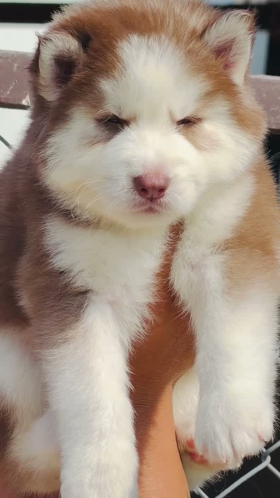 Siberian Husky Puppy | Black & White Color, farm video