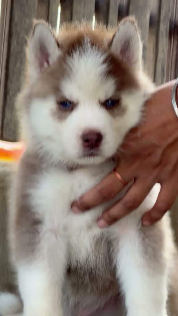 Siberian Husky Puppy | Black & White Color, farm video