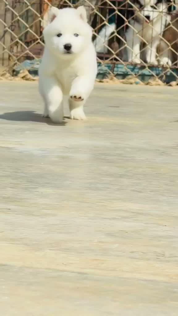 Siberian Husky Puppy | Black & White Color, farm video