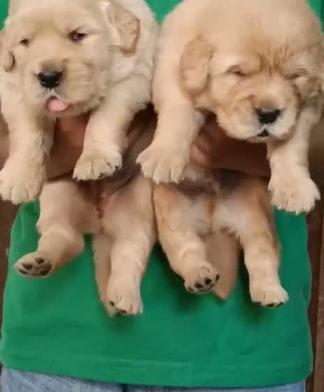 Golden Retriever, farm video
