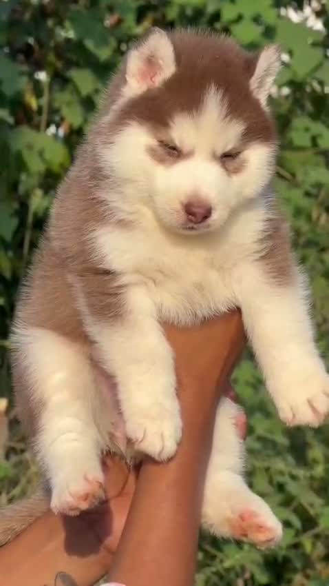 Siberian Husky Puppy | Black & White Color, farm video