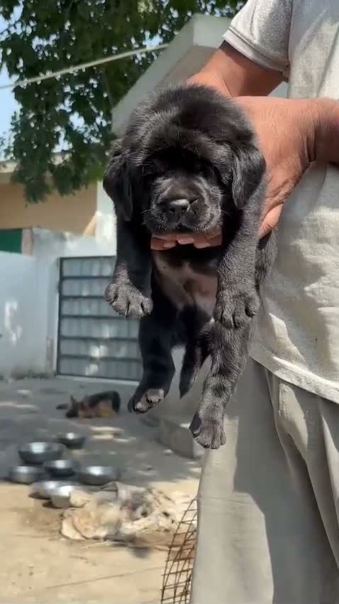 Beagle Black & Tan Puppy, farm video
