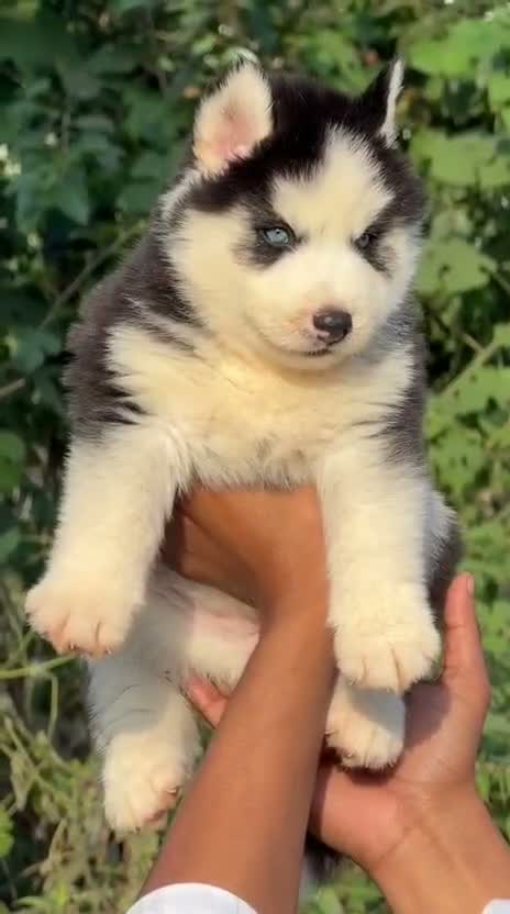 Siberian Husky Puppy | Black & White Color, farm video