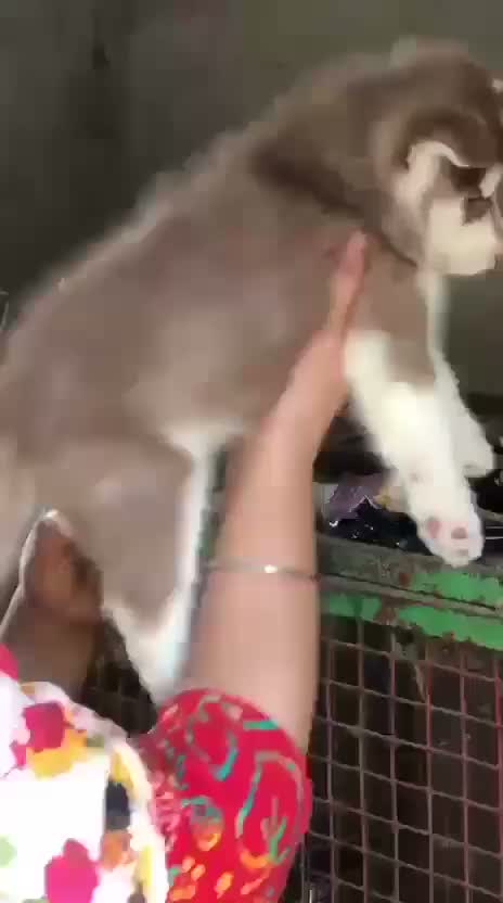 Dachshund Puppy | Brown, farm video