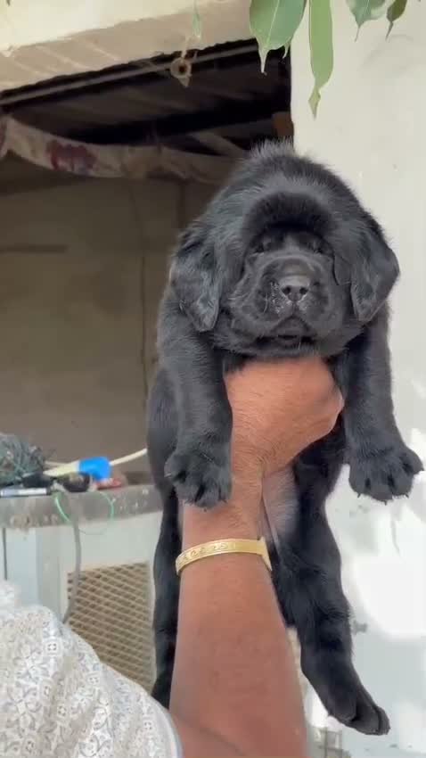 Beagle Black & Tan Puppy, farm video