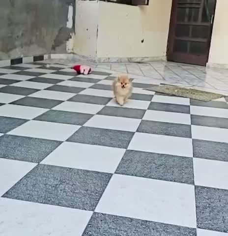 Orignal Toy Pom Puppy | Teacup Pom, farm video