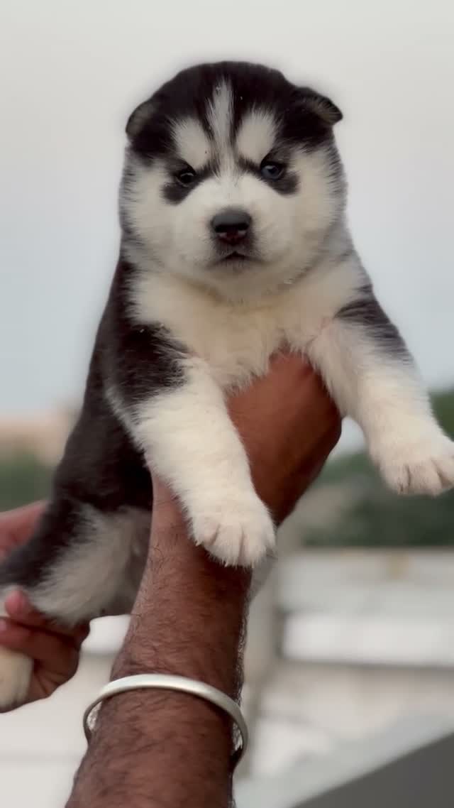 Siberian Husky Puppy | Black & White Color, farm video