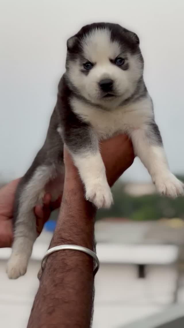 Siberian Husky Puppy | Black & White Color, farm video