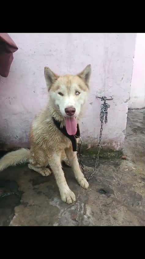 Siberian Husky Puppy | Black & White Color, farm video