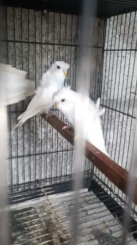 Helicopter Budgies, farm video
