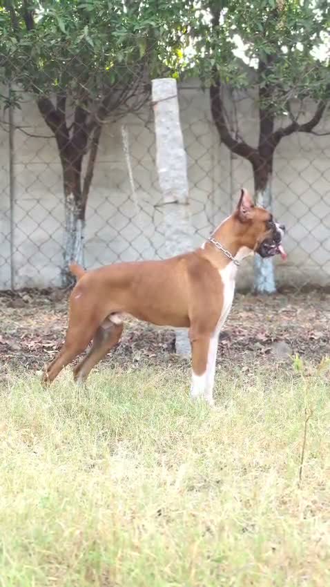 Boxer Puppy, farm video