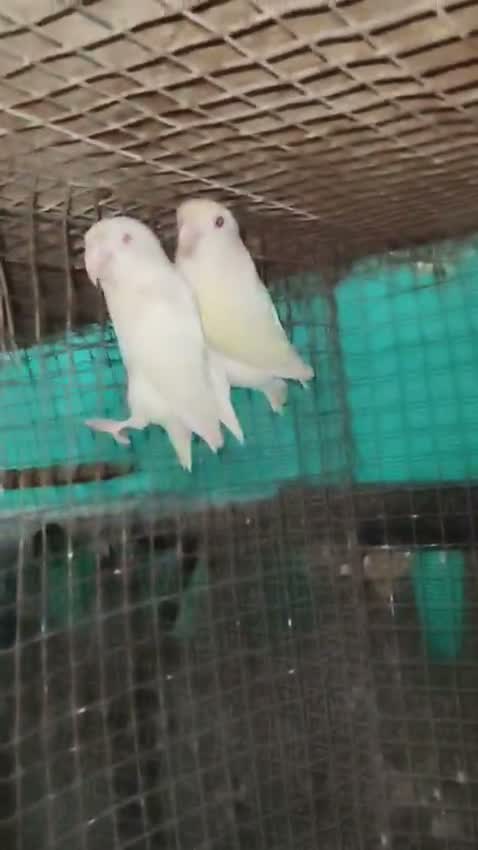 African Love Birds, farm video