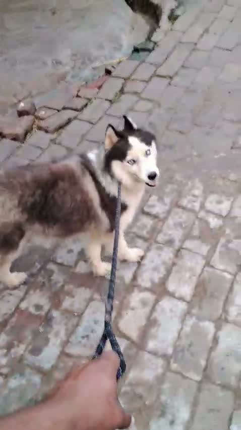 Siberian Husky Puppy | Black & White Color, farm video