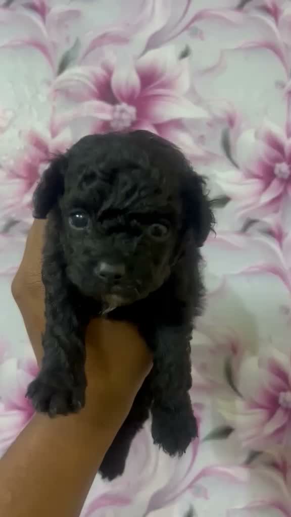 Toy Poodle Puppy, farm video