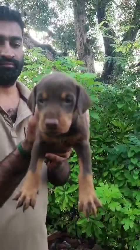 Doberman Pinscher Puppy | Brown & Tan, farm video