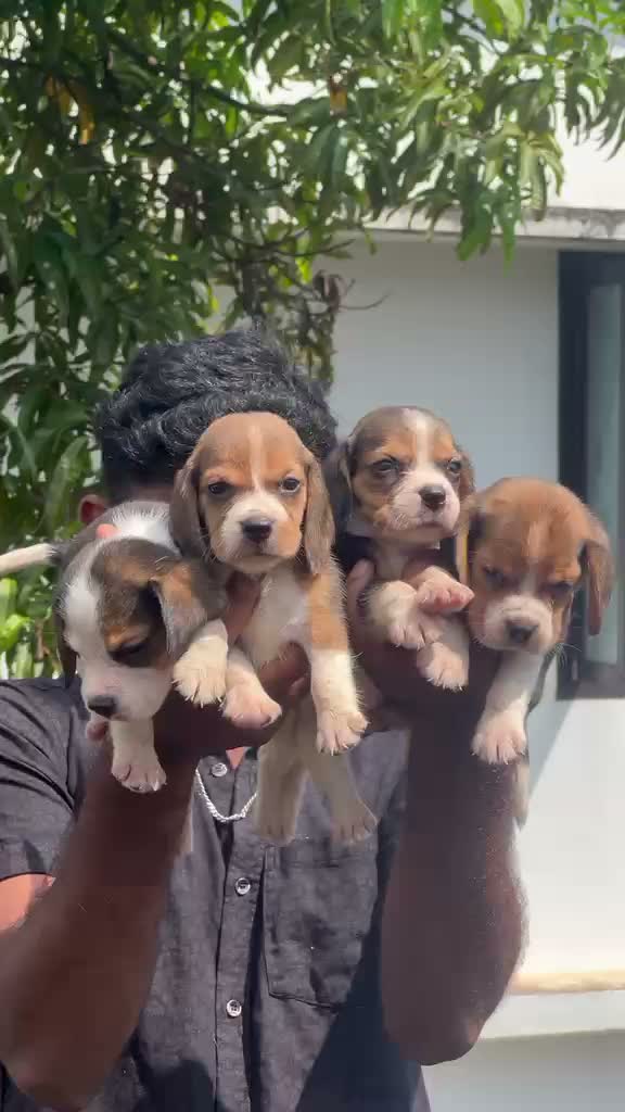 Dachshund Puppy | Brown & Tan, farm video