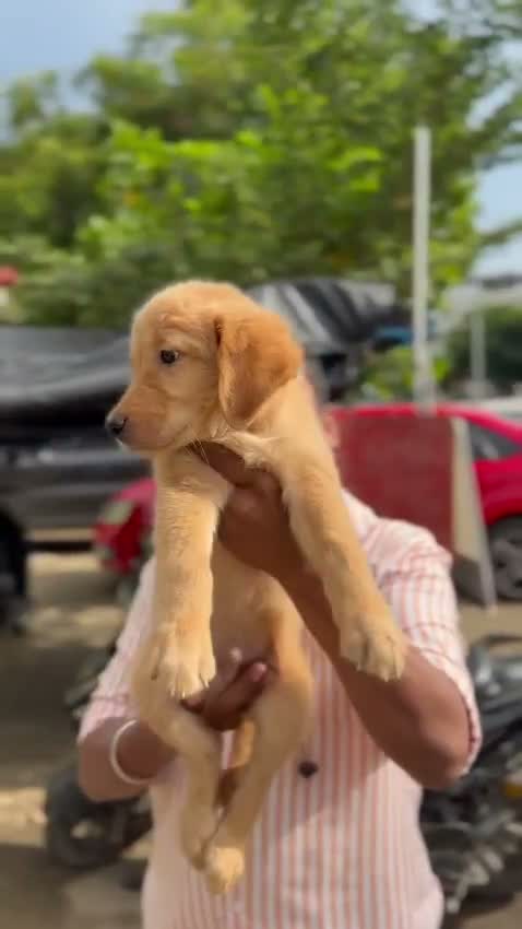 Golden Retriever, farm video