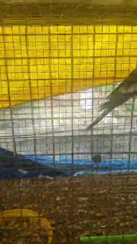 Cockatiel, farm video