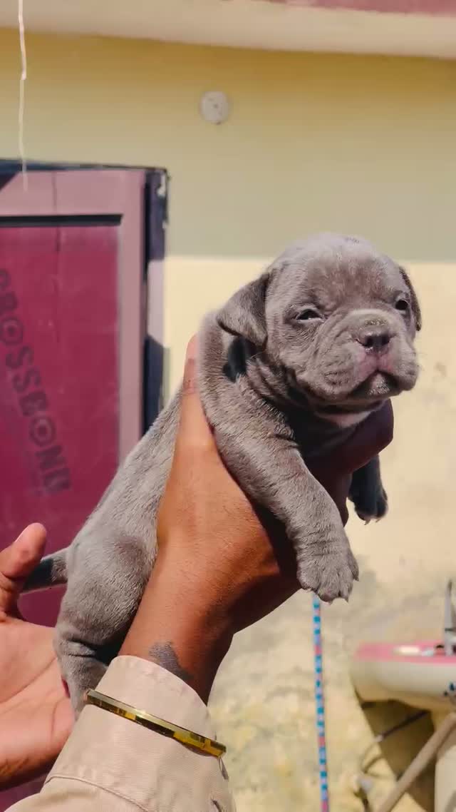 American Bully XXL Size Puppy, farm video