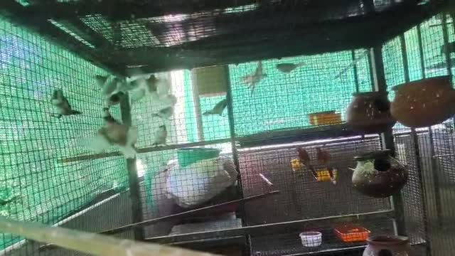 Bengal Kitten, farm video