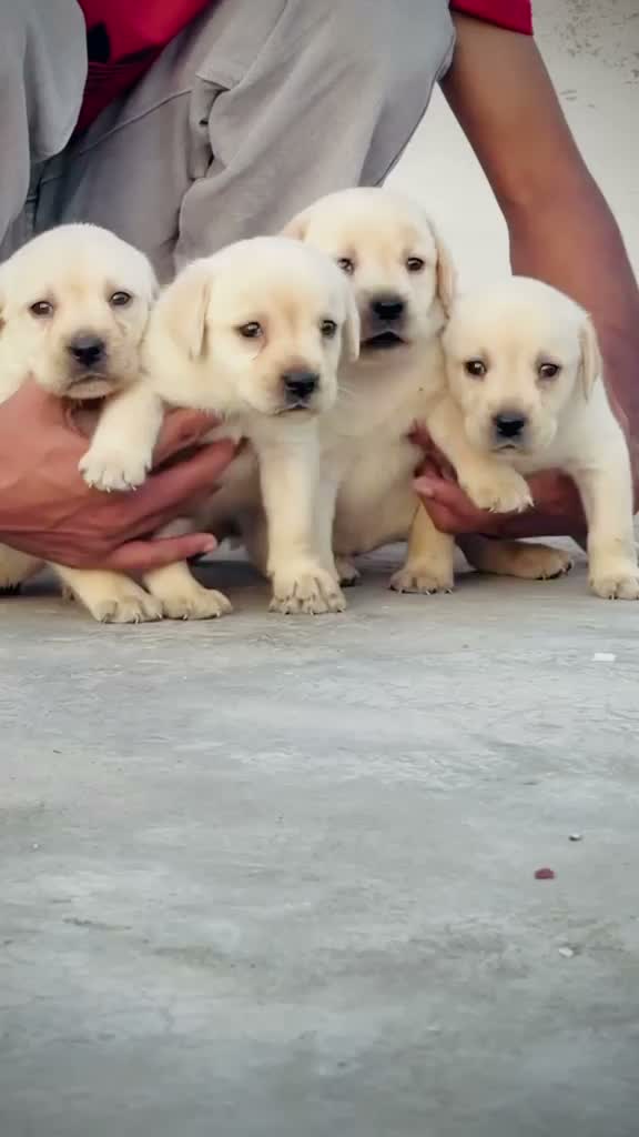 Dachshund Puppy | Brown & Tan, farm video
