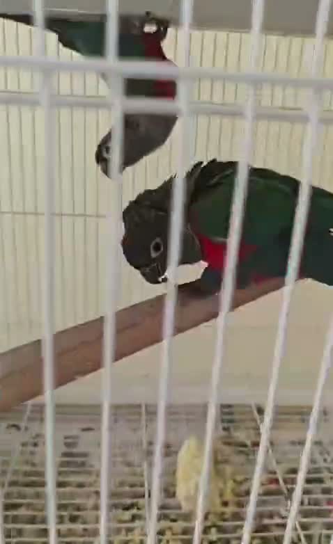 Small Cheek Conure, farm video
