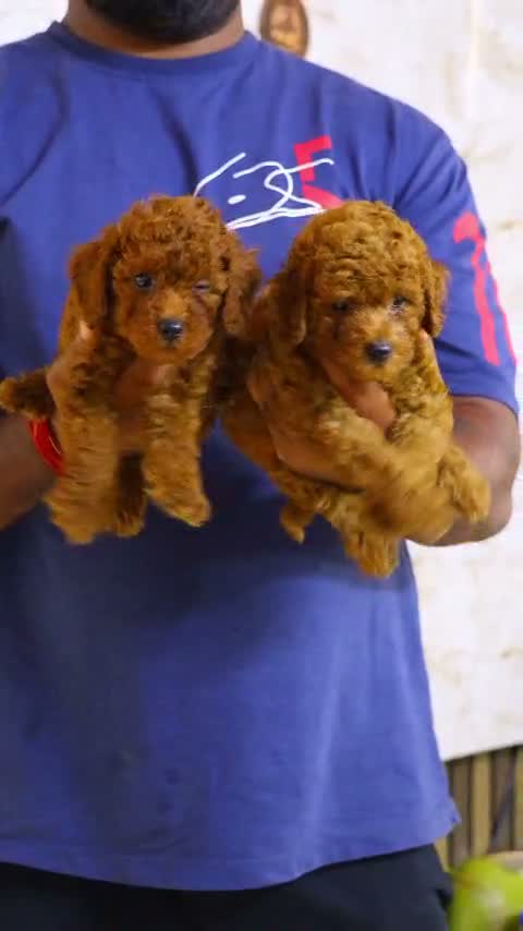 Standard Poodle Puppy | White, farm video