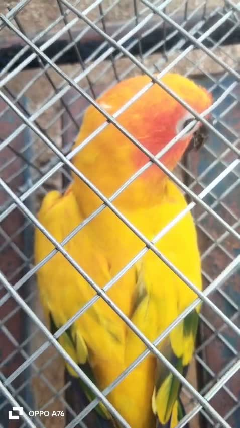 Sun Conure, farm video