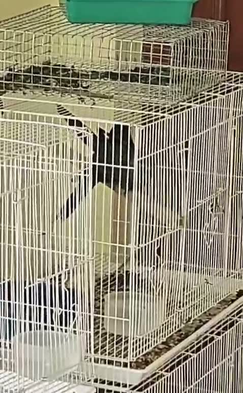 Small Cheek Conure, farm video