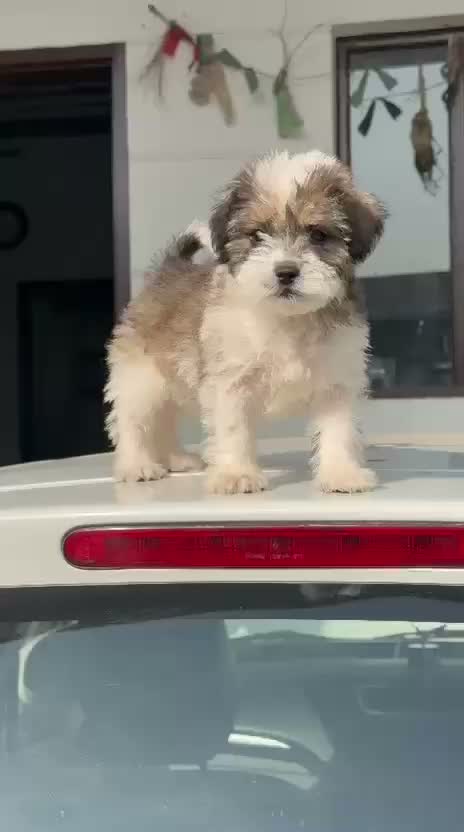 Shih Tzu | Black Color, farm video