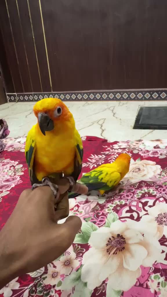 Sun Conure, farm video