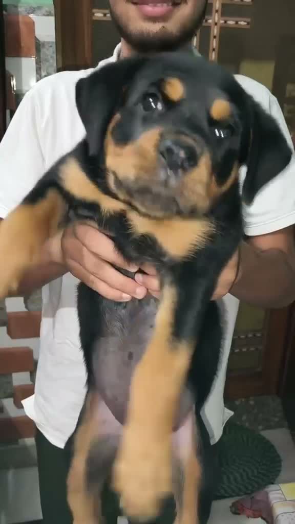 Dachshund Puppy | Brown, farm video