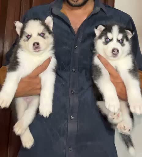 Siberian Husky Puppy | Black & White Color, farm video