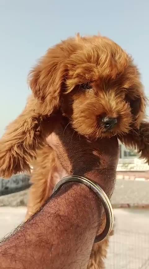 Toy Poodle Puppy, farm video