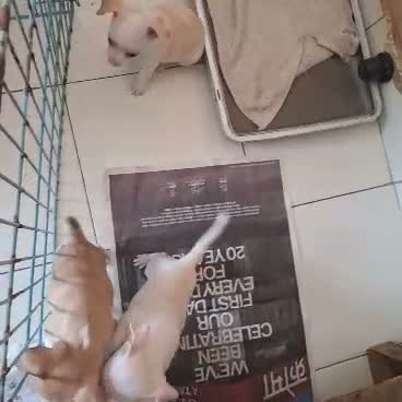 Chihuahua Puppy, farm video
