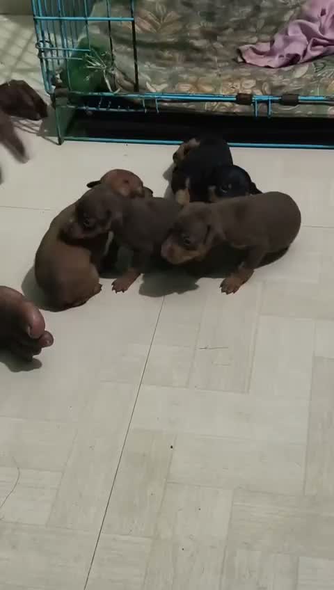 Miniature Pinscher Puppy | Brown & Tan, farm video