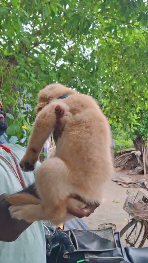 Golden Retriever, farm video