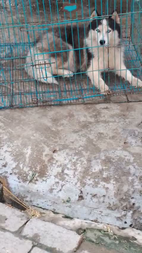 Siberian Husky Puppy | Black & White Color, farm video