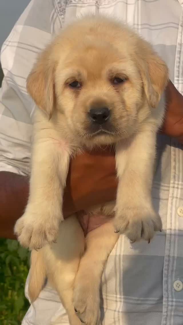 Dachshund Puppy | Brown & Tan, farm video