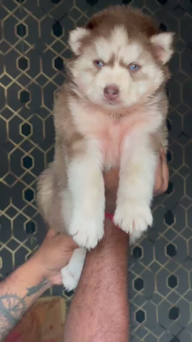 Siberian Husky Puppy | Black & White Color, farm video