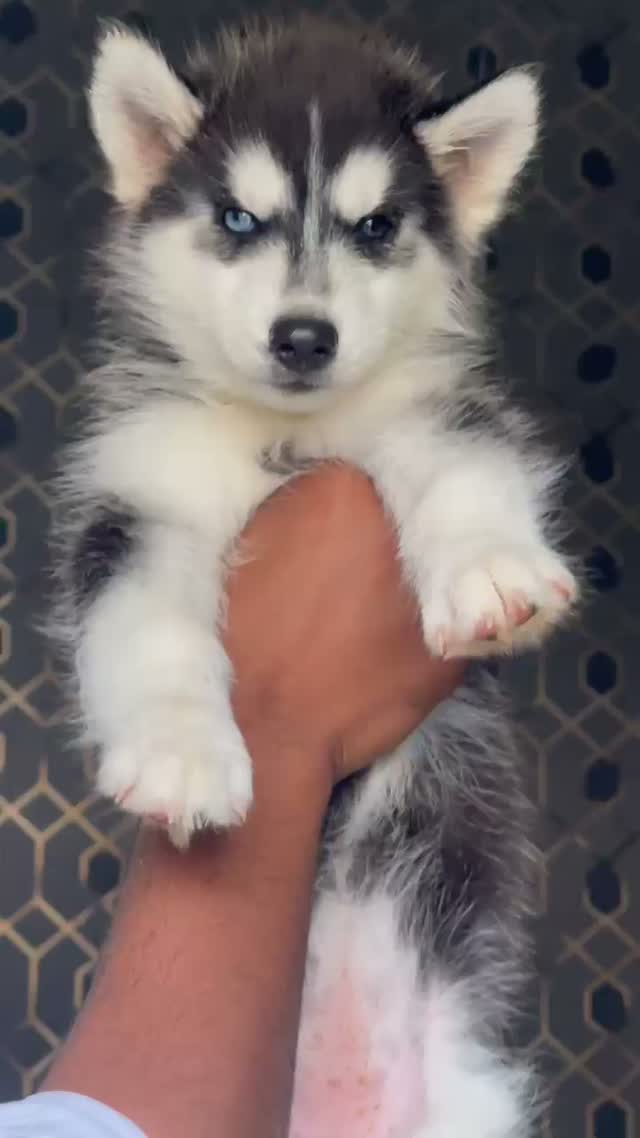 Siberian Husky Puppy | Black & White Color, farm video
